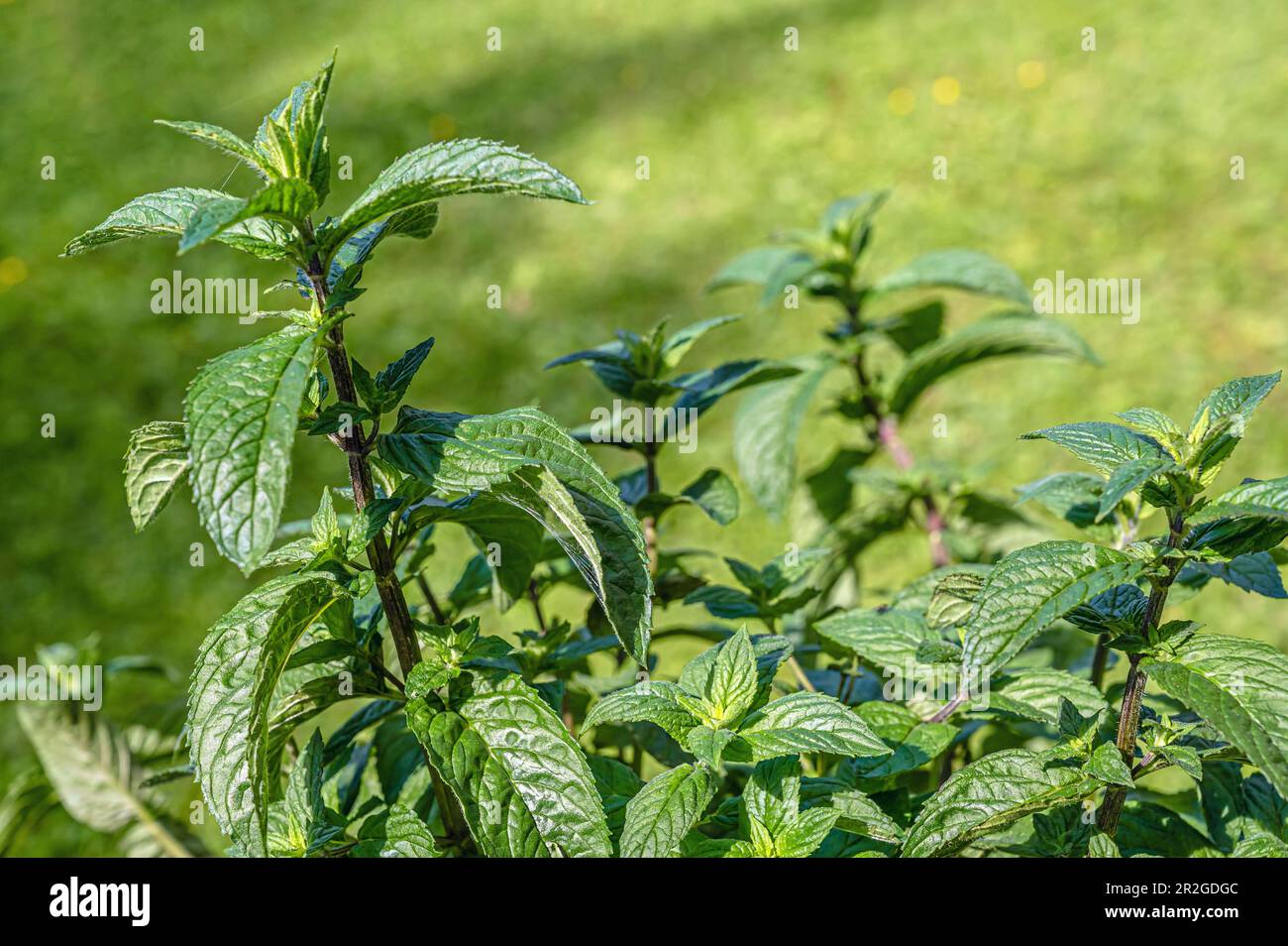 Bernhard lauterbach hi-res stock photography and images - Alamy