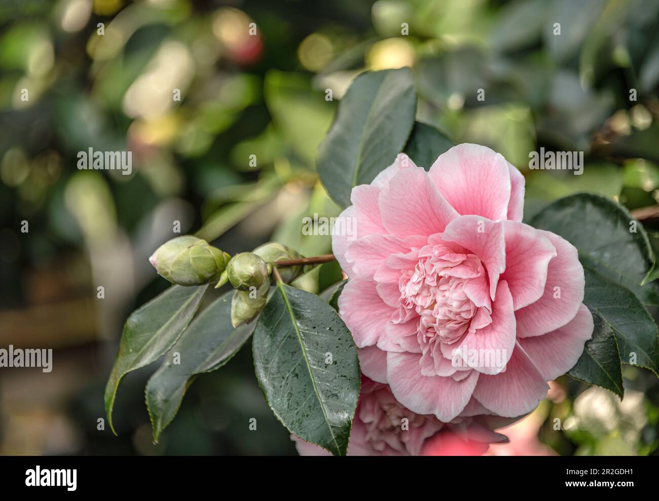 Close-up of the pink flowers of Camellia Japonica 'Chandlers Elegans' at Zuschendorf Castle, Saxony, Germany Stock Photo