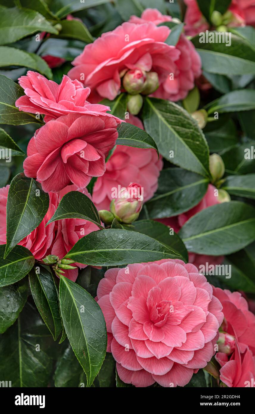Close-up of the pink flowers of Camellia Japonica 'Chandlers Elegans' at Zuschendorf Castle, Saxony, Germany Stock Photo