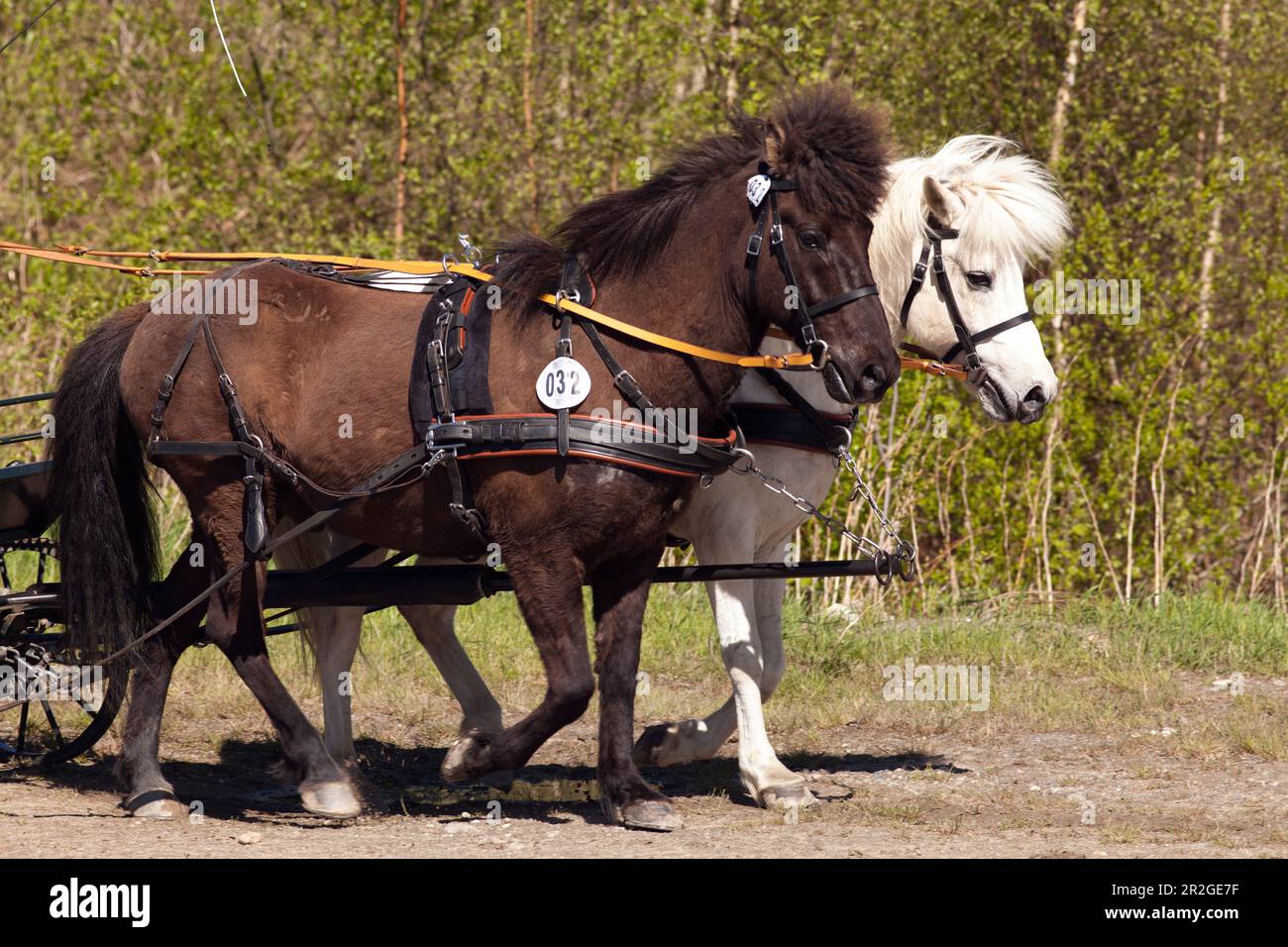 Two horses, in a horsedrawn carts competition. Horse driving skills in