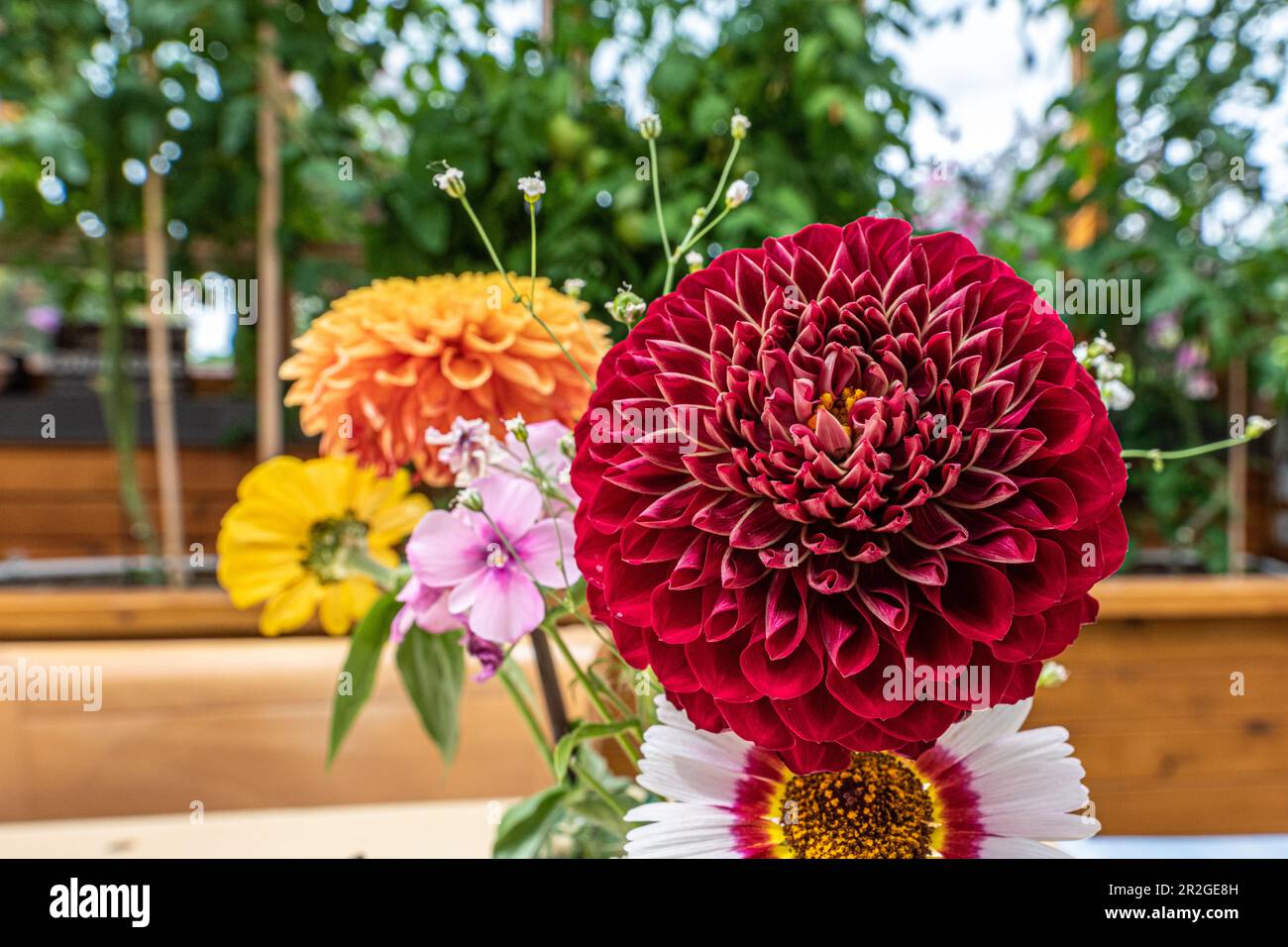 Beautiful bunch of flowers seen in the summer time with healthy, bright ...
