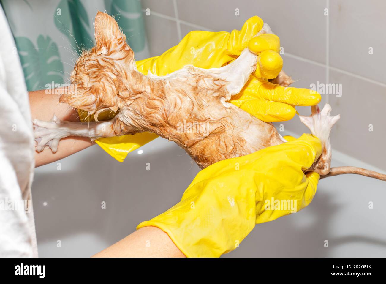 How To Give Your Cat A Flea Bath Hartz