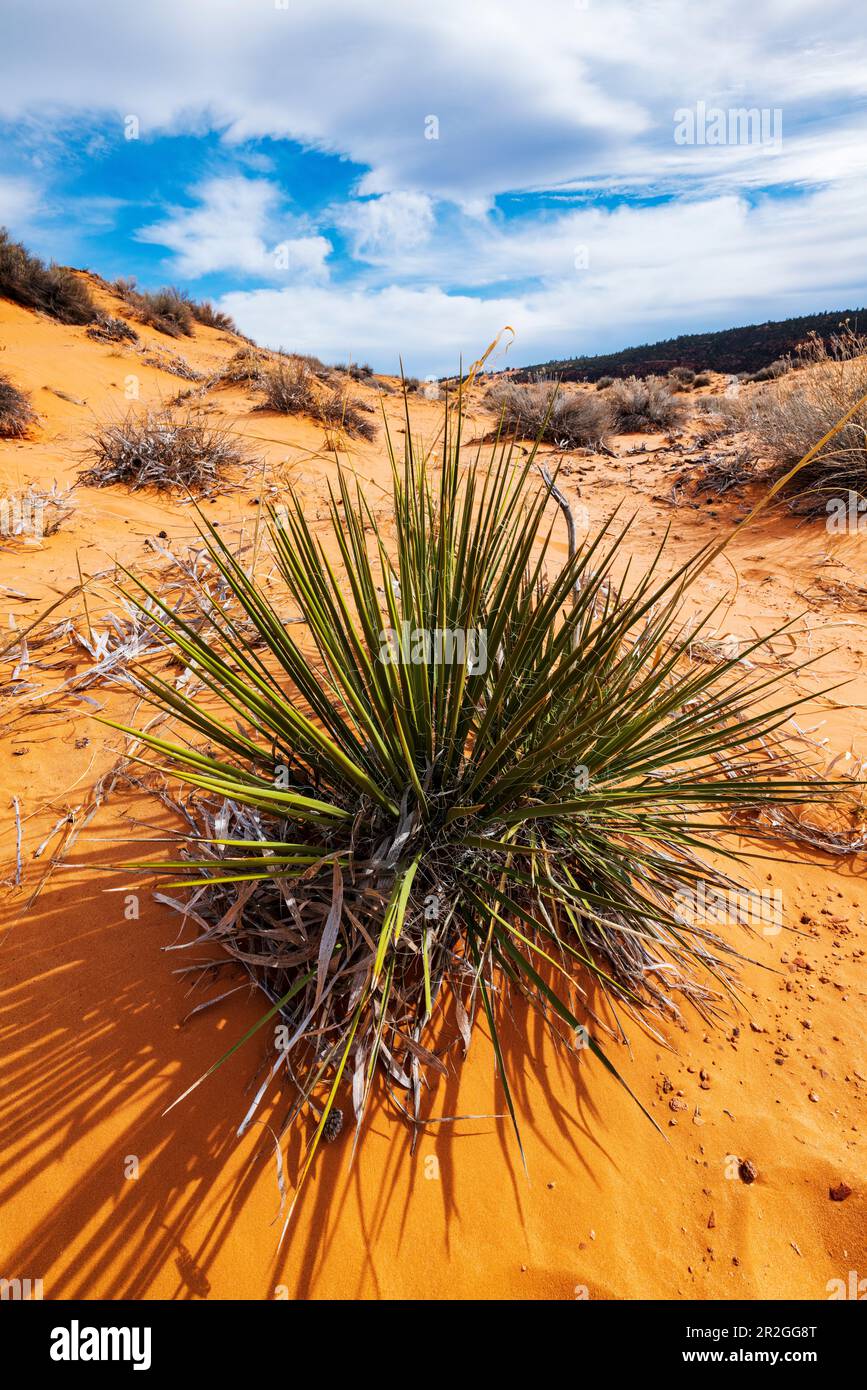 Yucca; Asparagaceae; Plantae; Asparagales; Coral Pink Sand Dunes State Park; Utah; USA Stock Photo