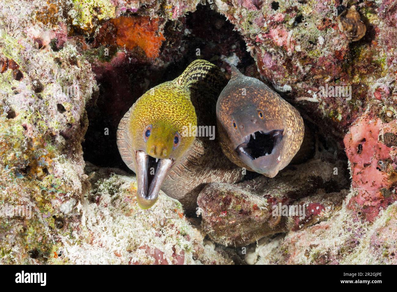 Yellow-spotted moray eel and giant moray eel, Gymnothorax flavimarginatus, Gymnothorax javanicus, North Male Atoll, Indian Ocean, Maldives Stock Photo
