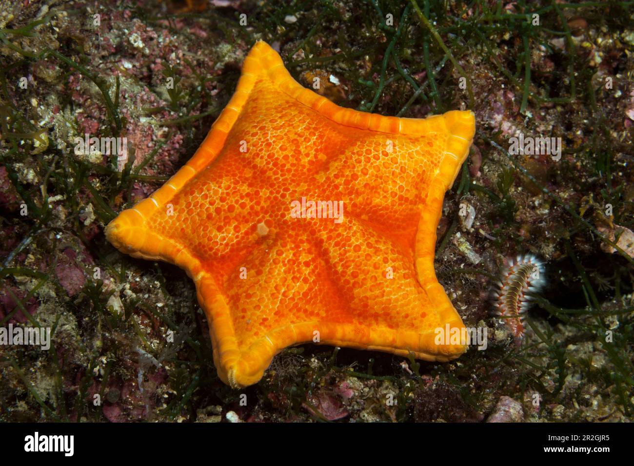 Pentagon Starfish, Asterina gibbosa, Vis Island, Mediterranean Sea, Croatia Stock Photo