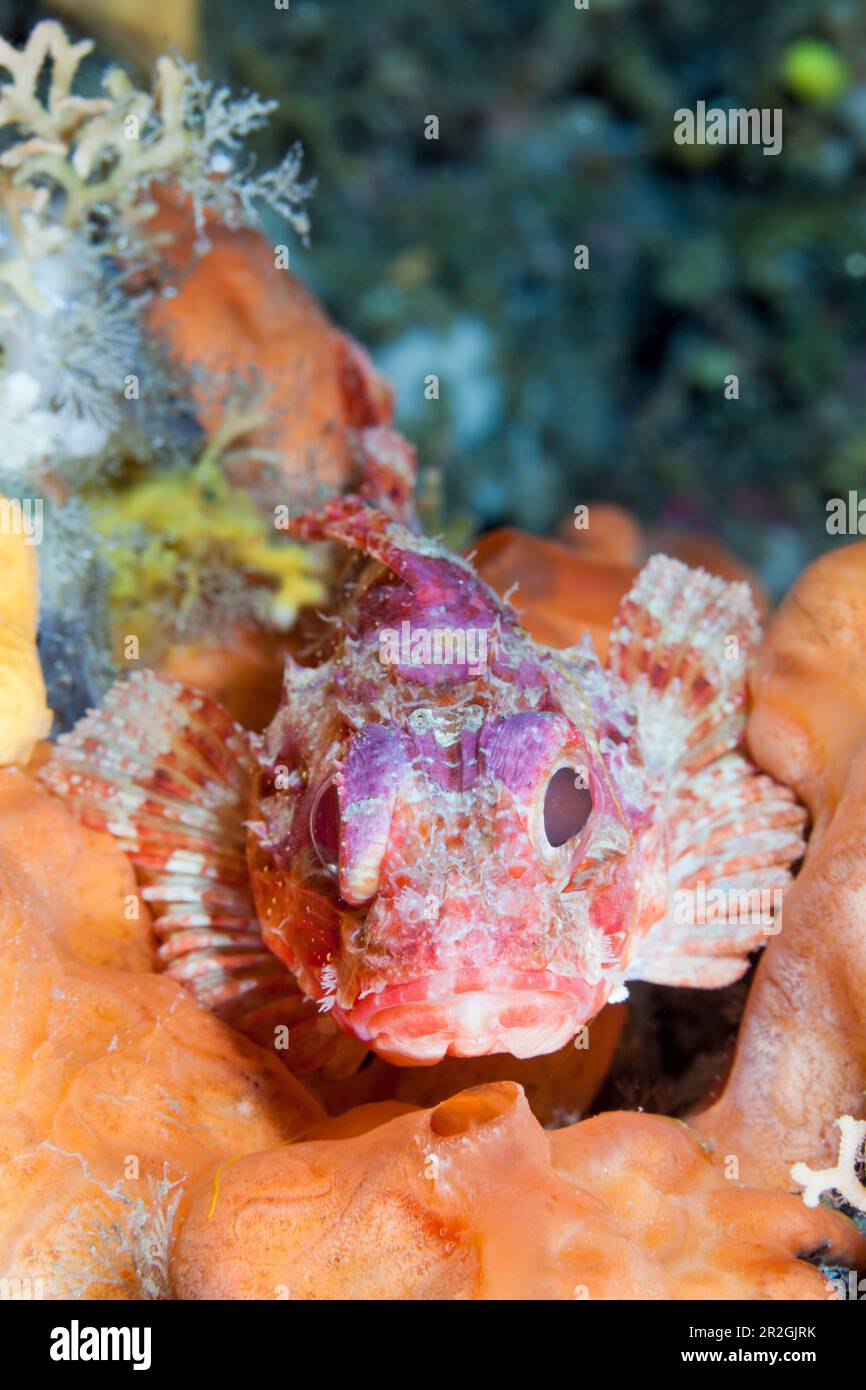 Lesser Red Scorpionfish, Scorpaena notata, Vis Island, Mediterranean Sea, Croatia Stock Photo