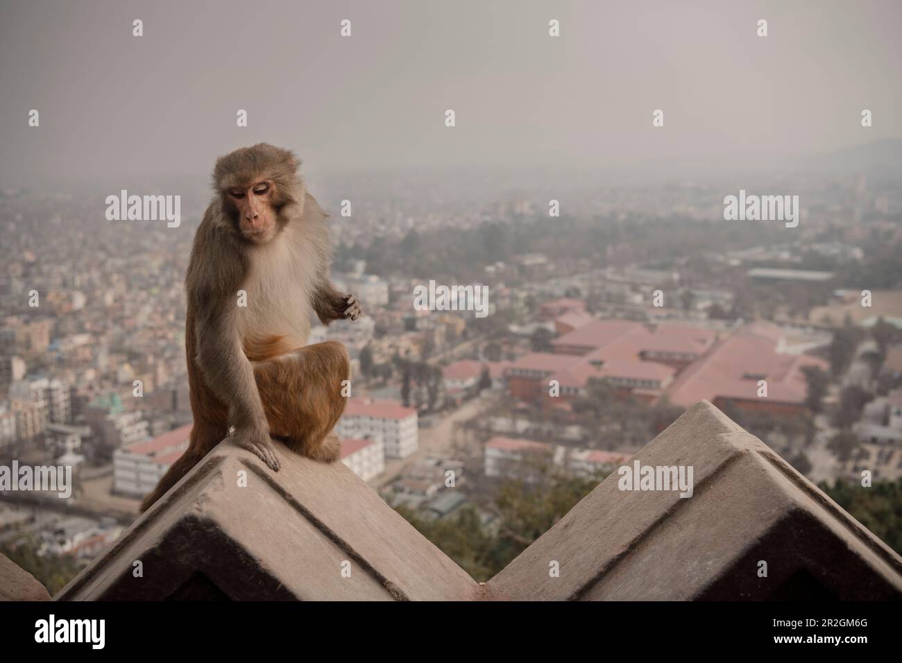 Monkey sitting on the walls of the Swayambhu Stupa in Kathmandu, Nepal ...