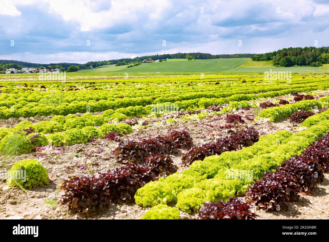 Lettuce cultivation with Lollo Rosso, Lollo Bionda and oak leaf lettuce in the Vilstal near Mettenhausen in the Dingolfing-Landau district in Lower Ba Stock Photo