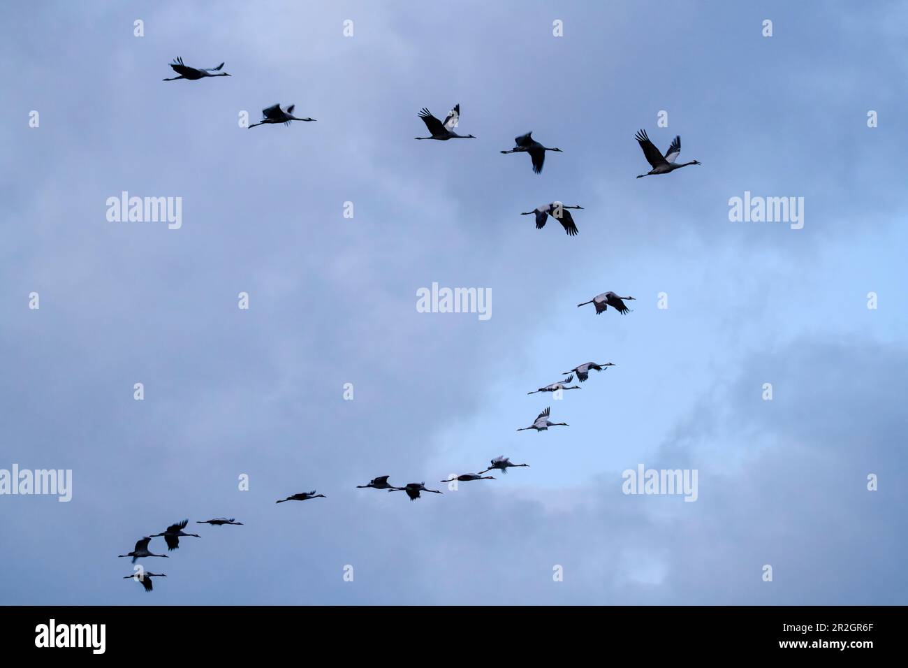 Cranes in formation flight, Kranich, Grus grus, Diepholzer Moor, Lower Saxony, Germany Stock Photo