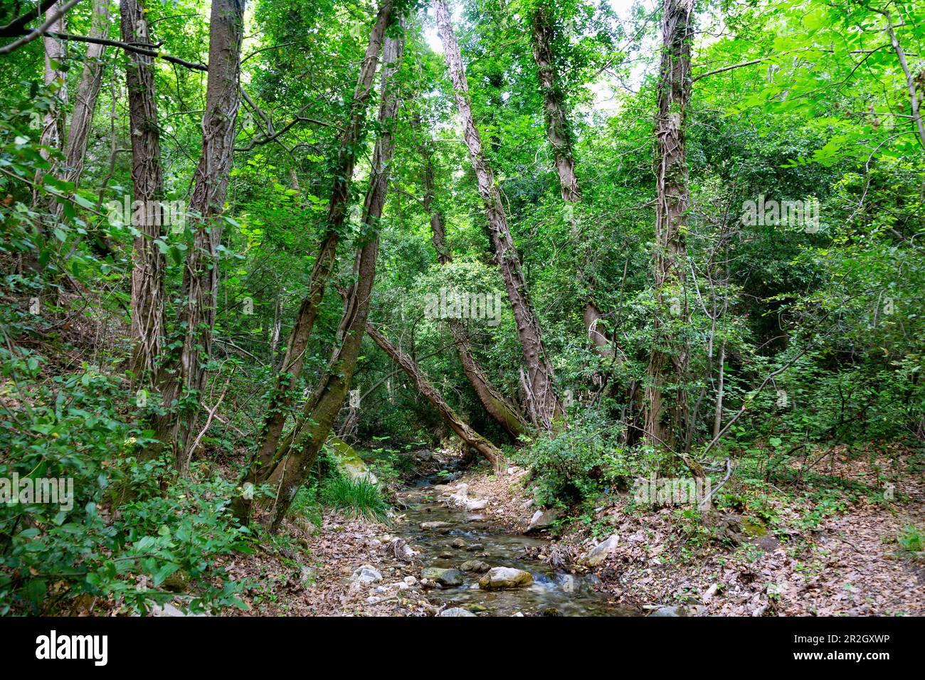 Nightingale Valley Bristol