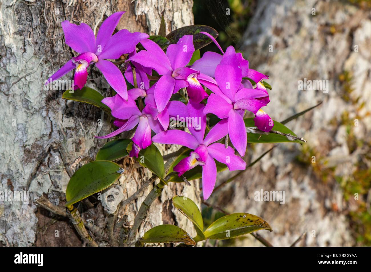 Brazil's national orchid, a Cattleya labiata, grows high in the branches of a tree, near Manaus, Amazon, Brazil, South America Stock Photo
