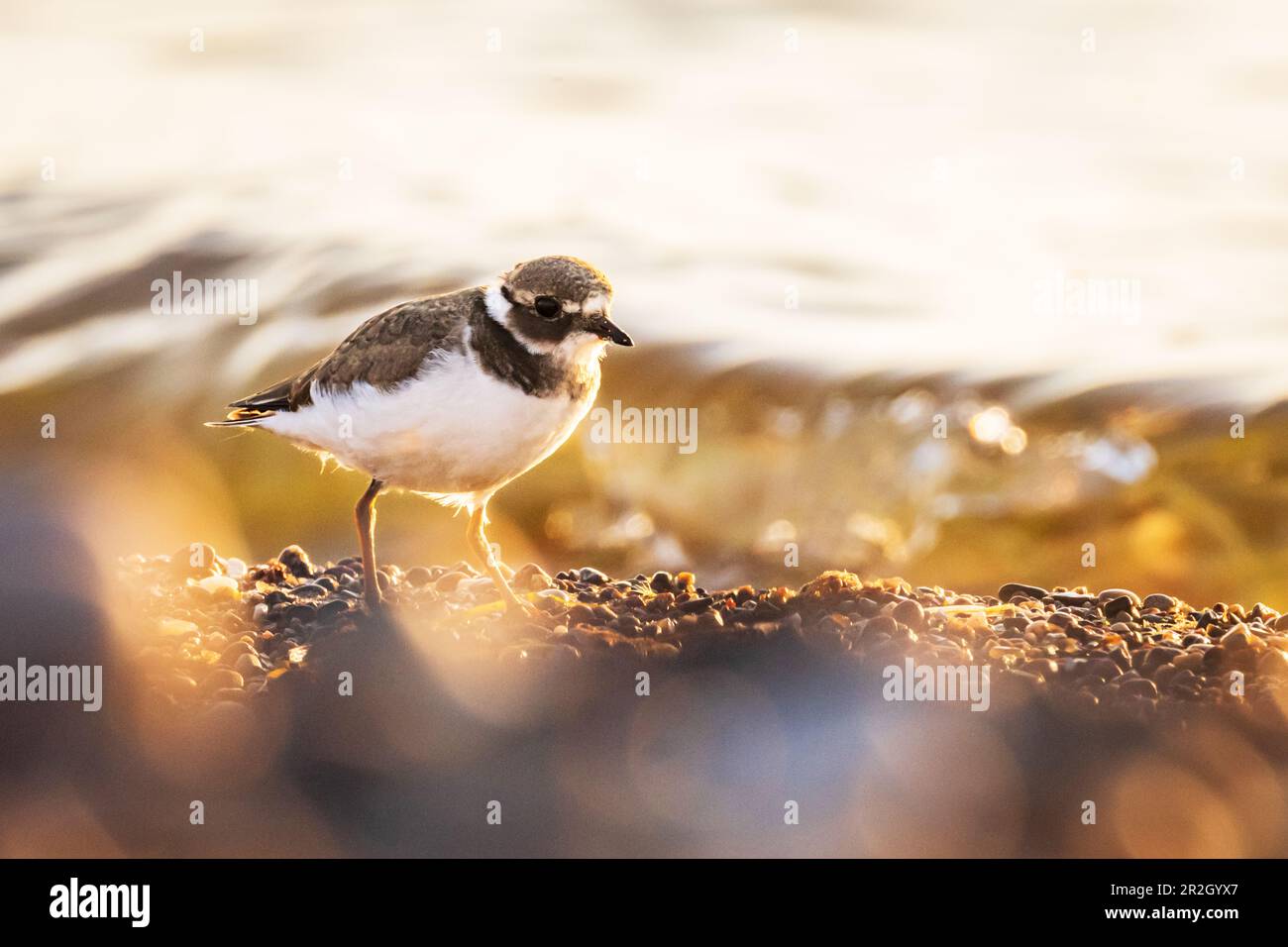 Ringed plover on the shore of the Baltic Sea, Ostholstein, Schleswig-Holstein, Germany Stock Photo