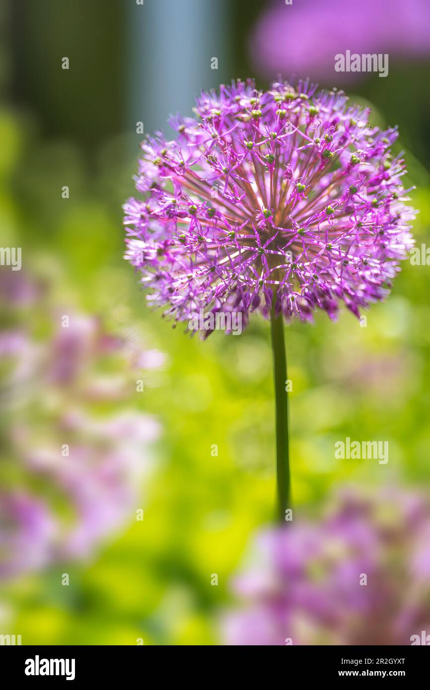 Flowering ornamental onion in the garden in spring, Bavaria, Germany Stock Photo