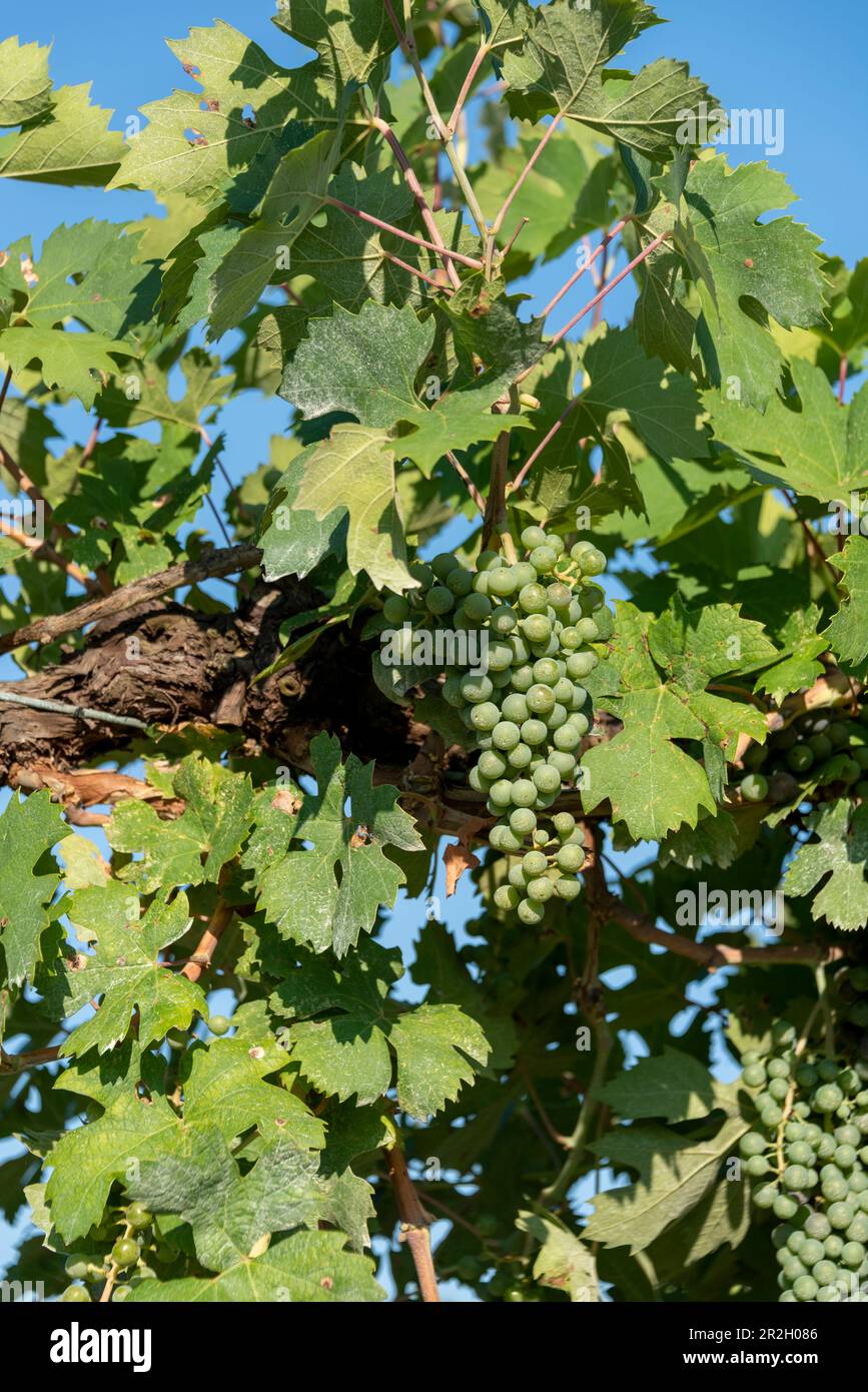 Vineyard in Pedemonte, bunch of grapes, vines, Verona, Veneto, Italy Stock Photo