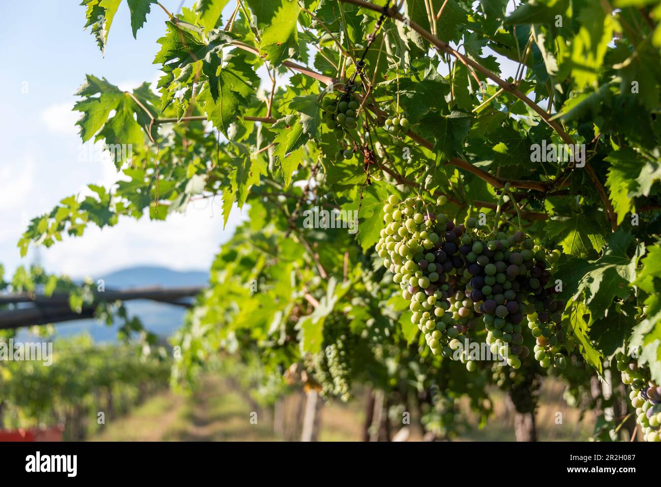 Vineyard in Pedemonte, bunch of grapes, vines, Verona, Veneto, Italy Stock Photo