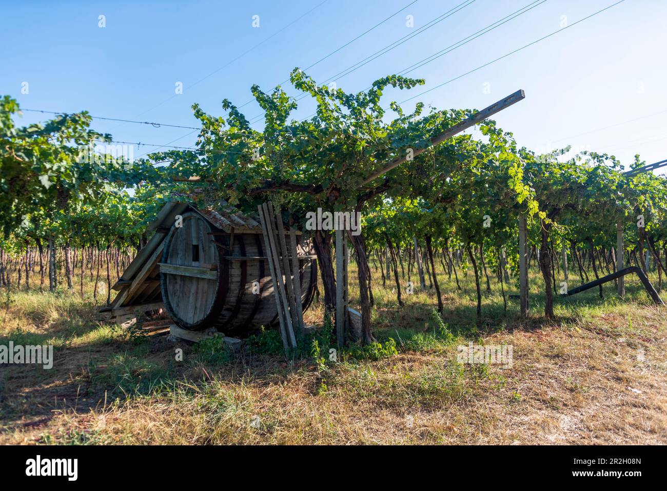 Vineyard in Pedemonte, wine barrel, Verona, Veneto, Italy Stock Photo