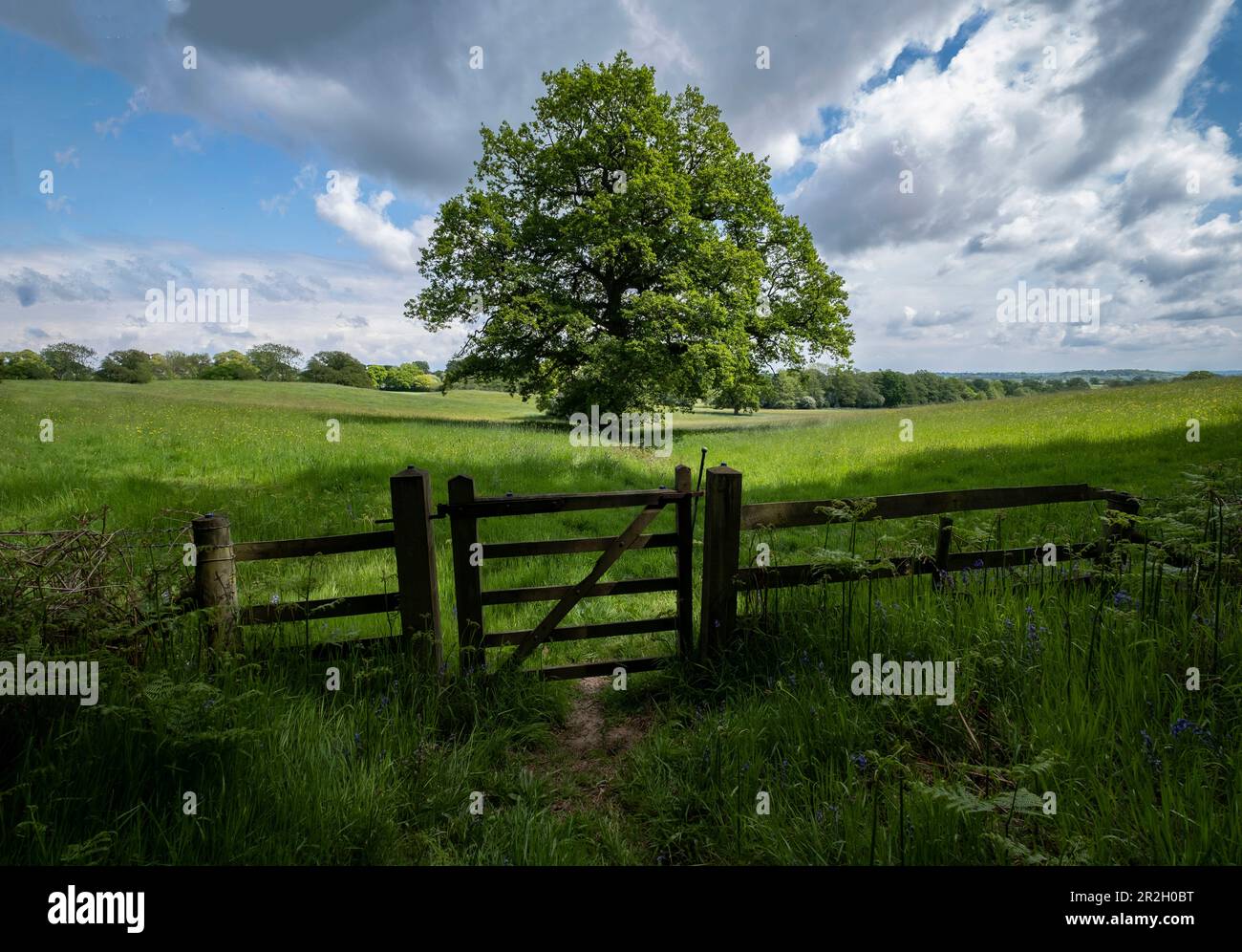 Majestic oak tree hi-res stock photography and images - Alamy
