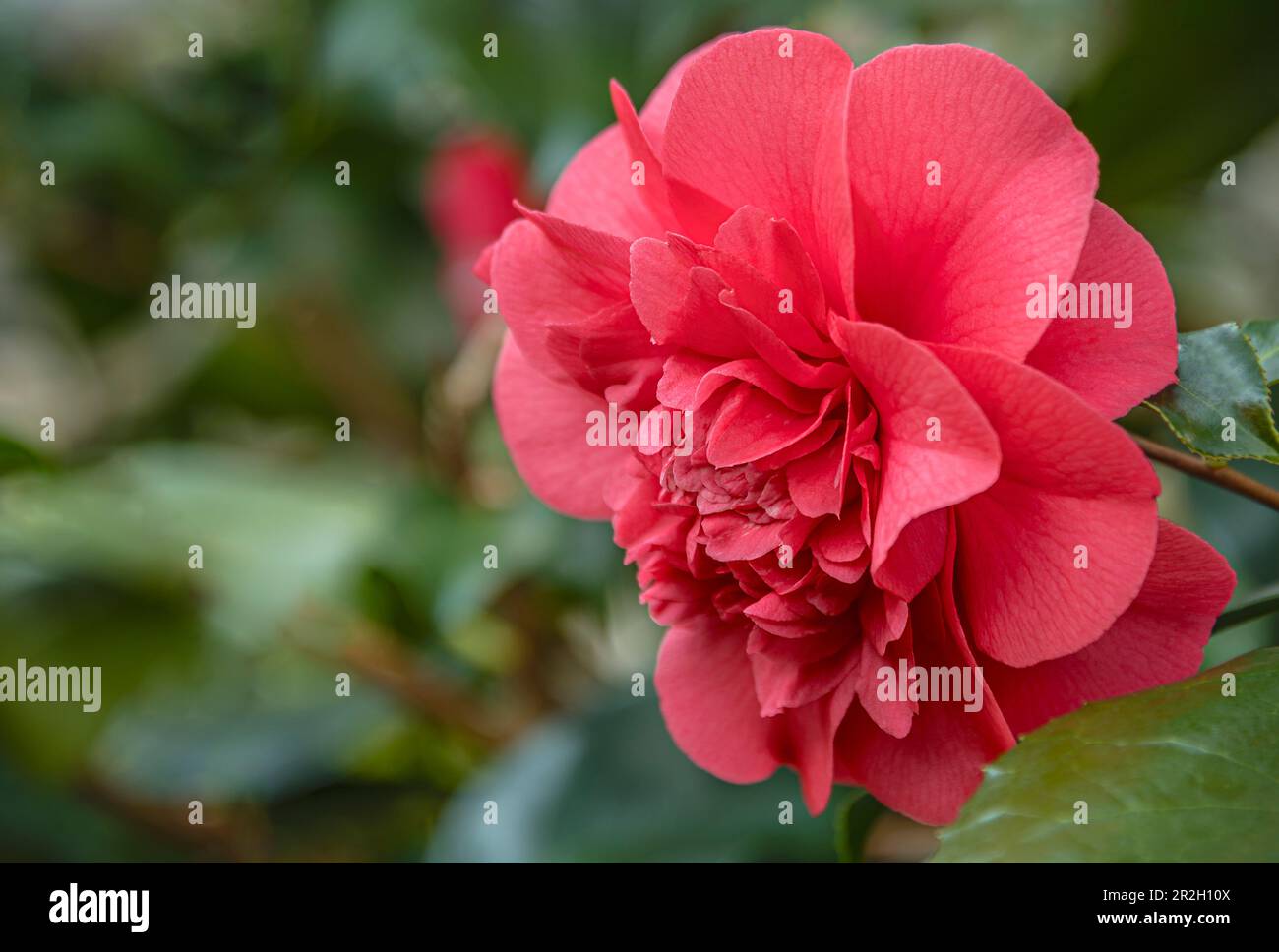Pink flowers of a Camellia Japonica Chandlers Elegans in Landschloss Zuschendorf, Pirna, Saxony, Germany Stock Photo