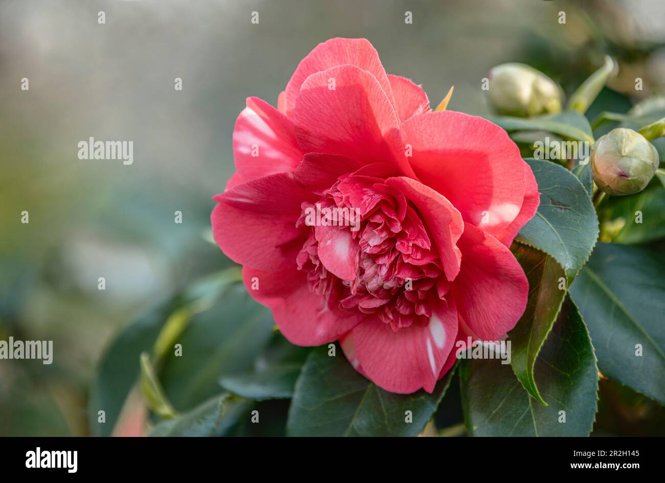 Pink flowers of a Camellia Japonica Chandlers Elegans in Landschloss Zuschendorf, Pirna, Saxony, Germany Stock Photo