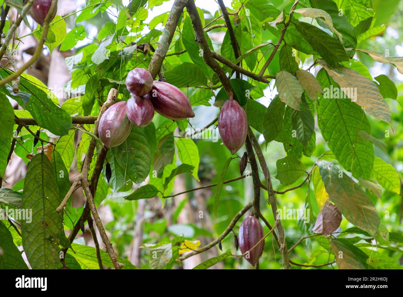 Cacao tree, Theobroma cacao, with fruit on the island of Príncipe in