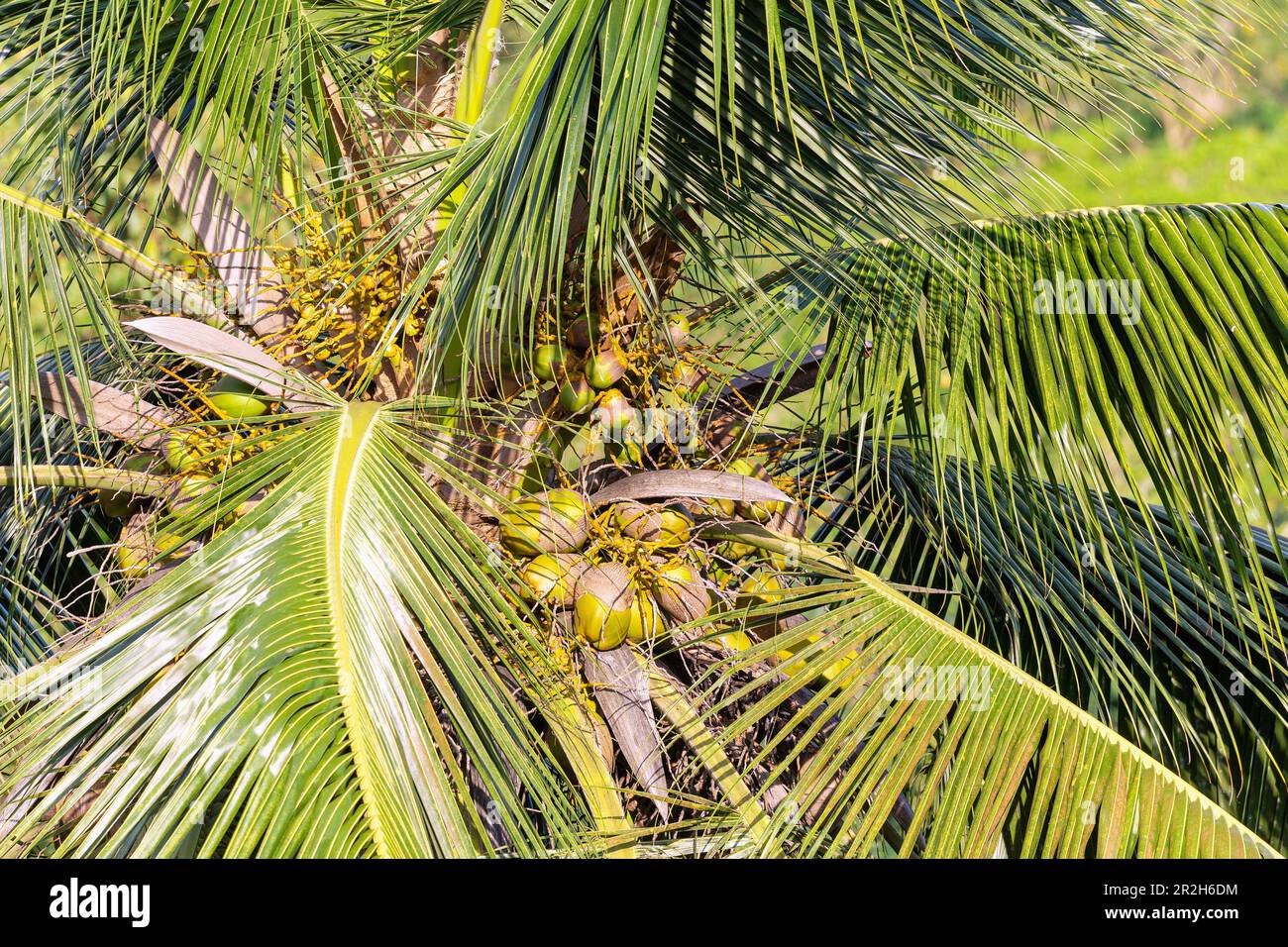 Coconut palm tree, Cocos nucifera, with ripe coconuts on the island of Príncipe in West Africa