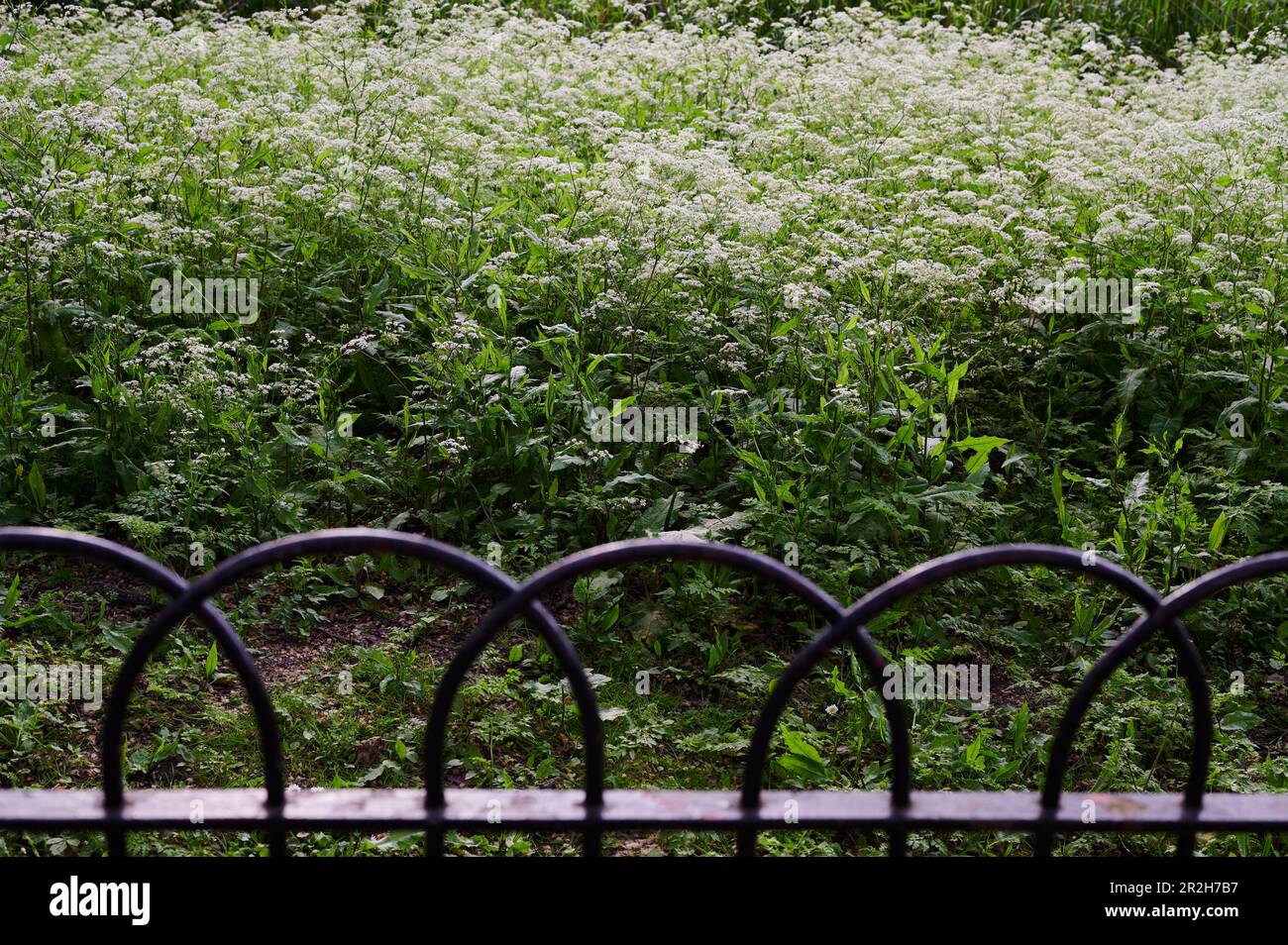 Weeds behind metal fence hi-res stock photography and images - Alamy