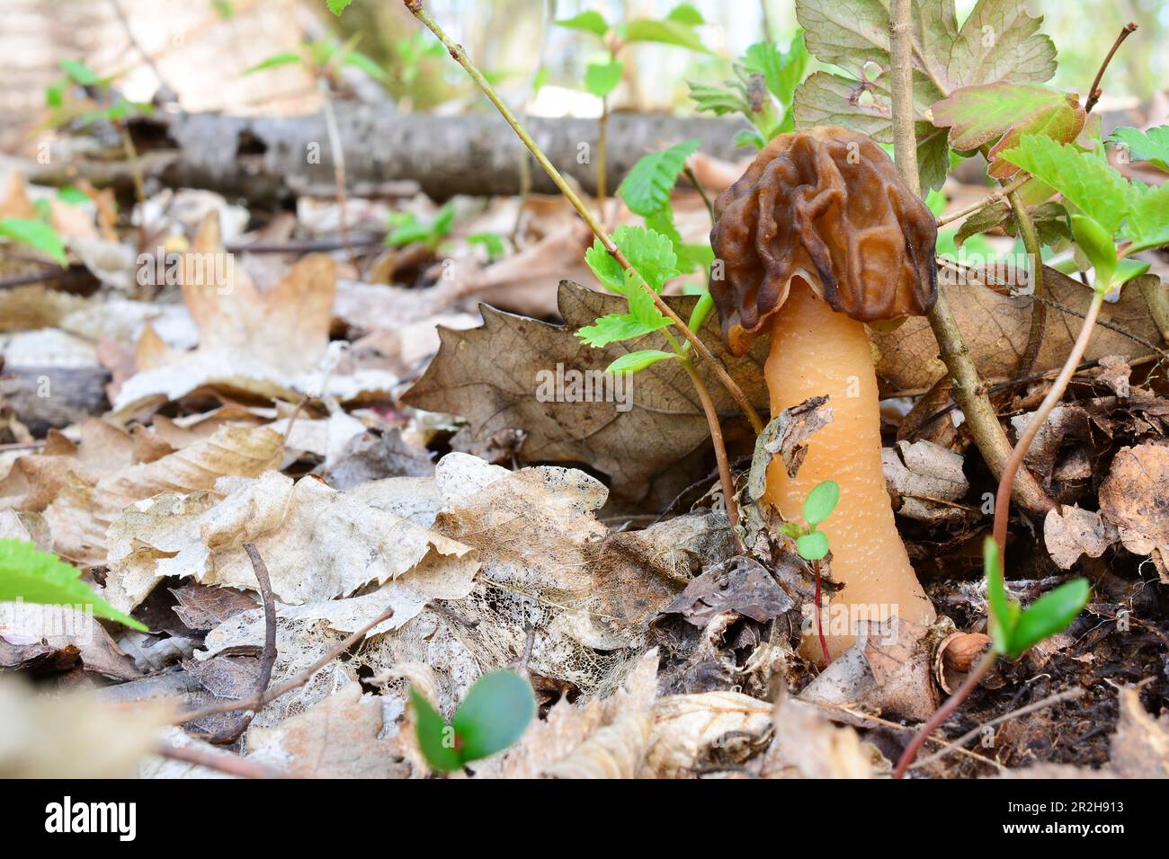 Verpa Conica or Thimble Morel, or Bell Morel mushroom, according to recent research, even thermally processed contains the cumulative poison gyromitri Stock Photo