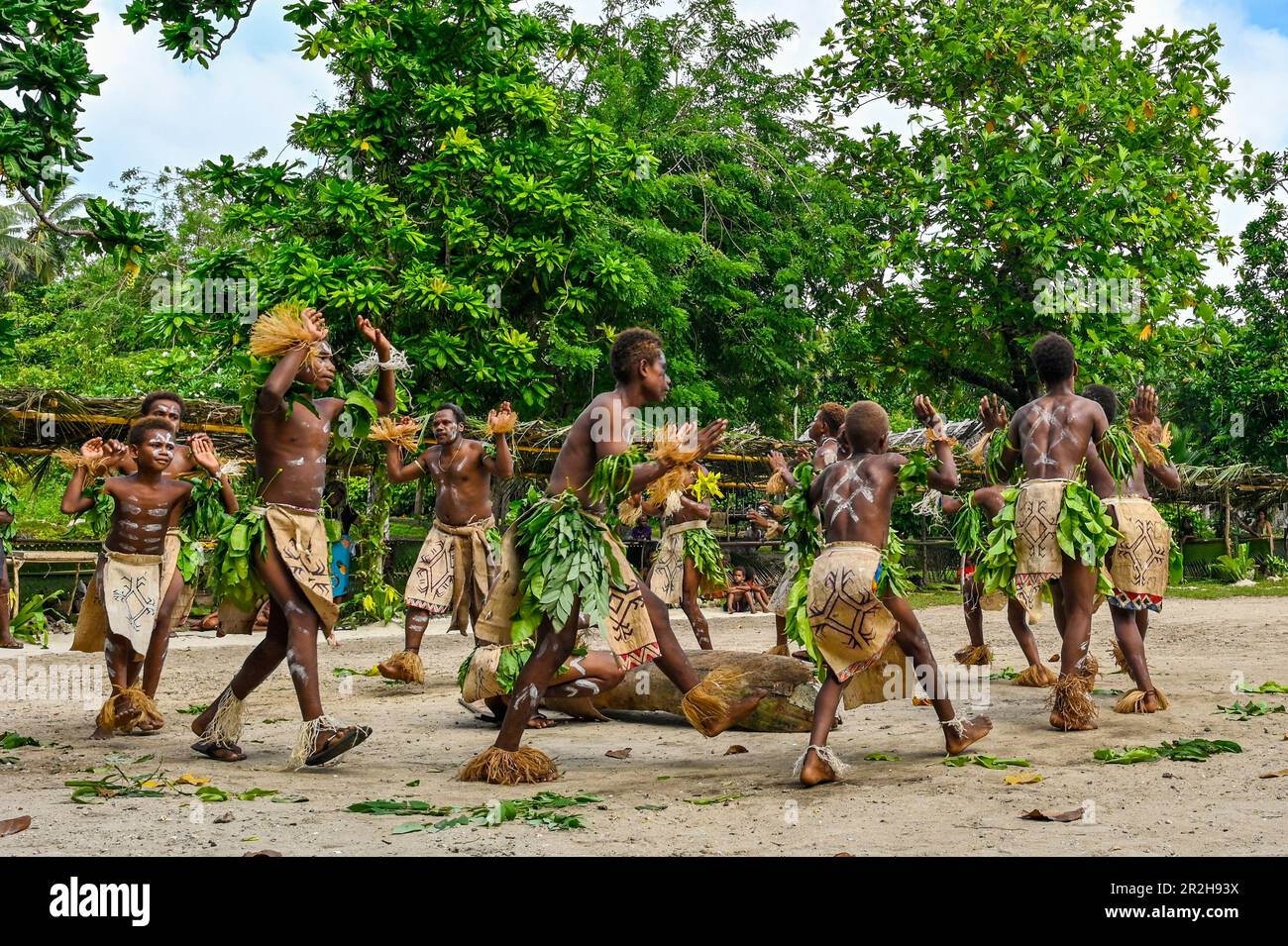 The Solomon Islands are home to diverse indigenous cultures, each with their own unique dance traditions. Lau-speaking people, who primarily inhabit Santa Ana Island, may have their own traditional dances. These dances could involve graceful movements, storytelling, and cultural expressions unique to their community. Stock Photo