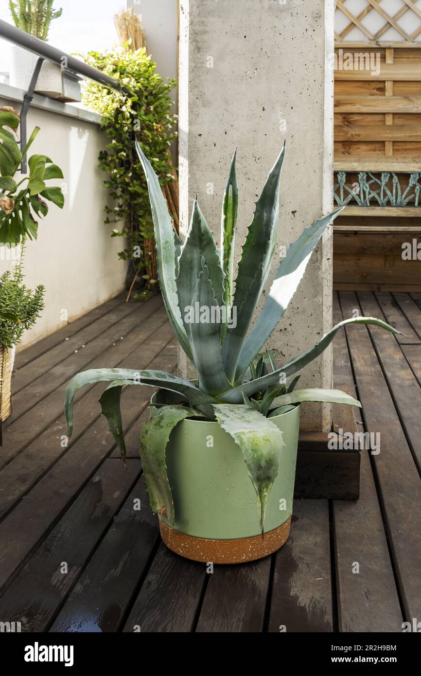 Aloe is a succulent species in the Asphodelaceae family. With some five  hundred species, aloe is widely distributed and is considered an invasive  spec Stock Photo - Alamy