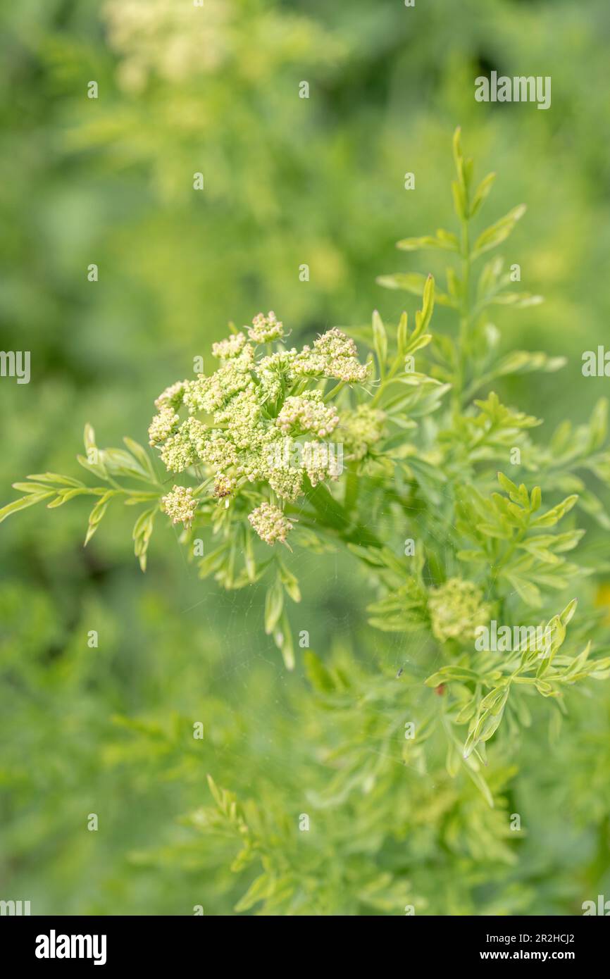 Early shoots & flower buds of the highly poisonous Hemlock Water