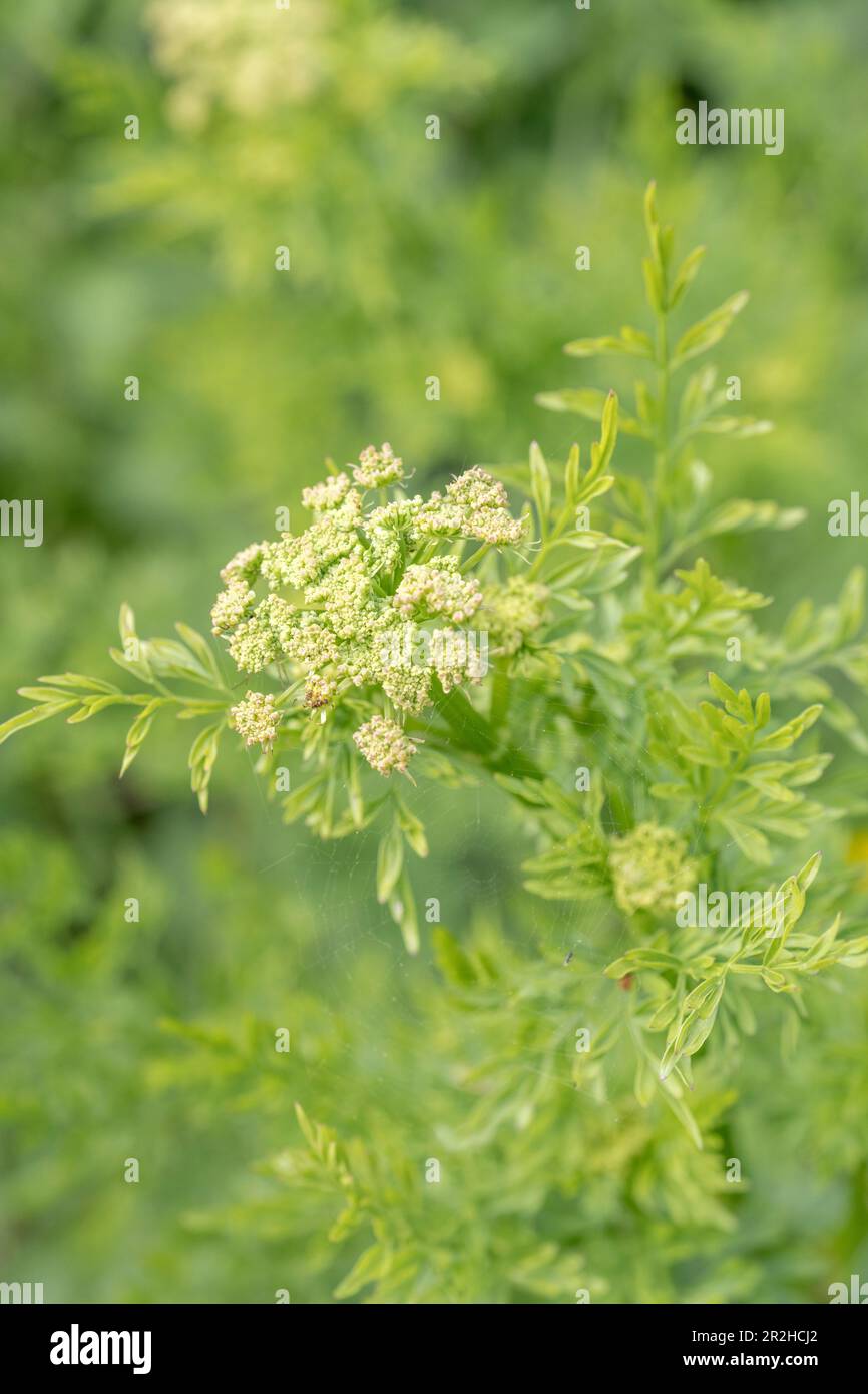 Early shoots & flower buds of the highly poisonous Hemlock Water-dropwort / Oenanthe crocata. One of the UK's most poisonous plants. SEE NOTES Stock Photo
