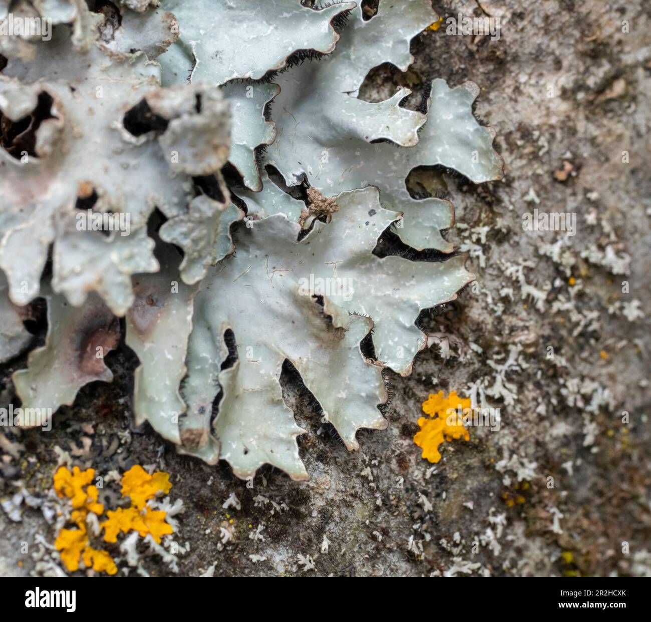 Hammered shield lichen closeup shot in natural ambiance Stock Photo