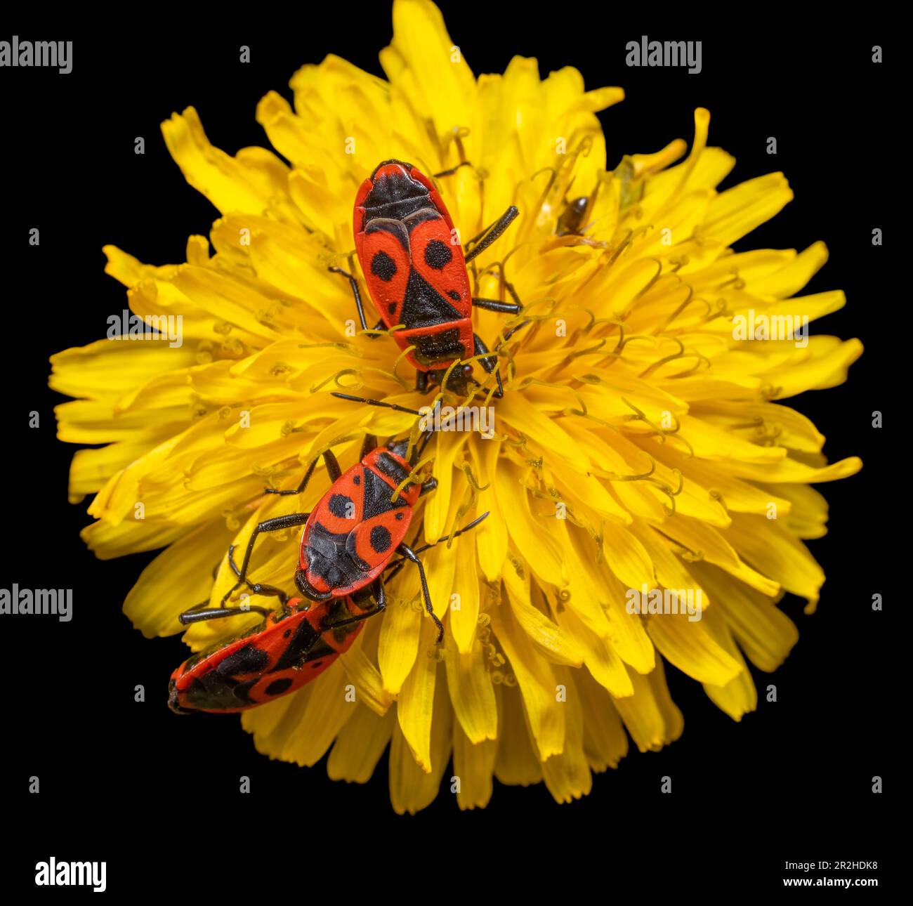 Some firebugs on a blooming yellow dandelion flower Stock Photo