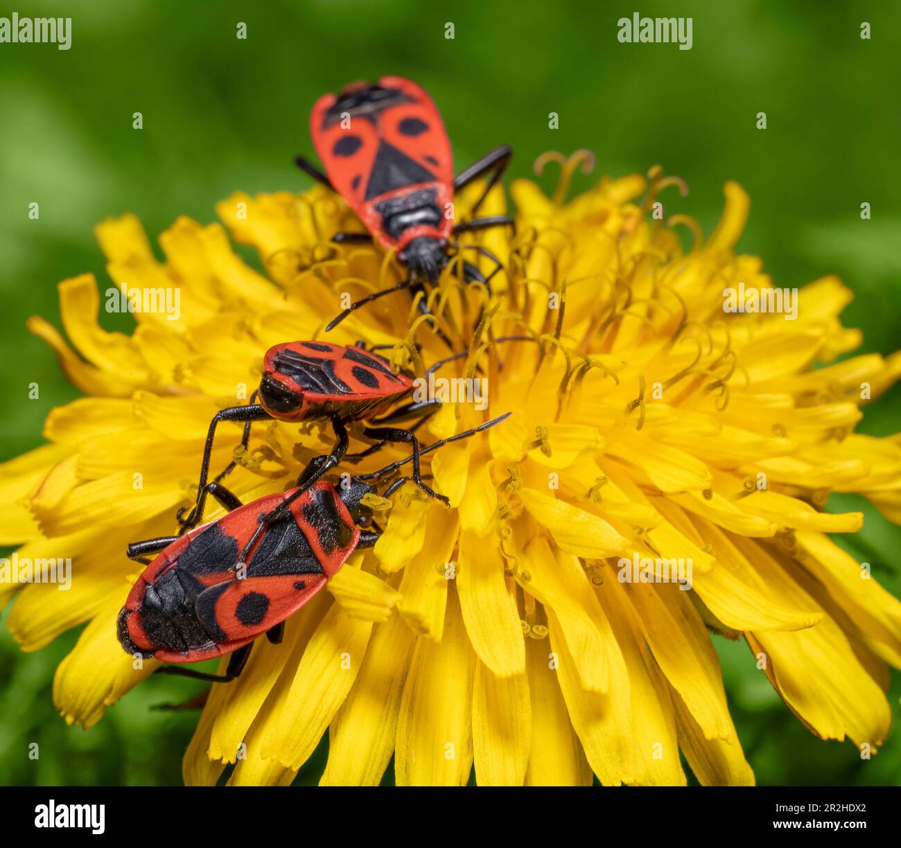 Some firebugs on a blooming yellow dandelion flower Stock Photo