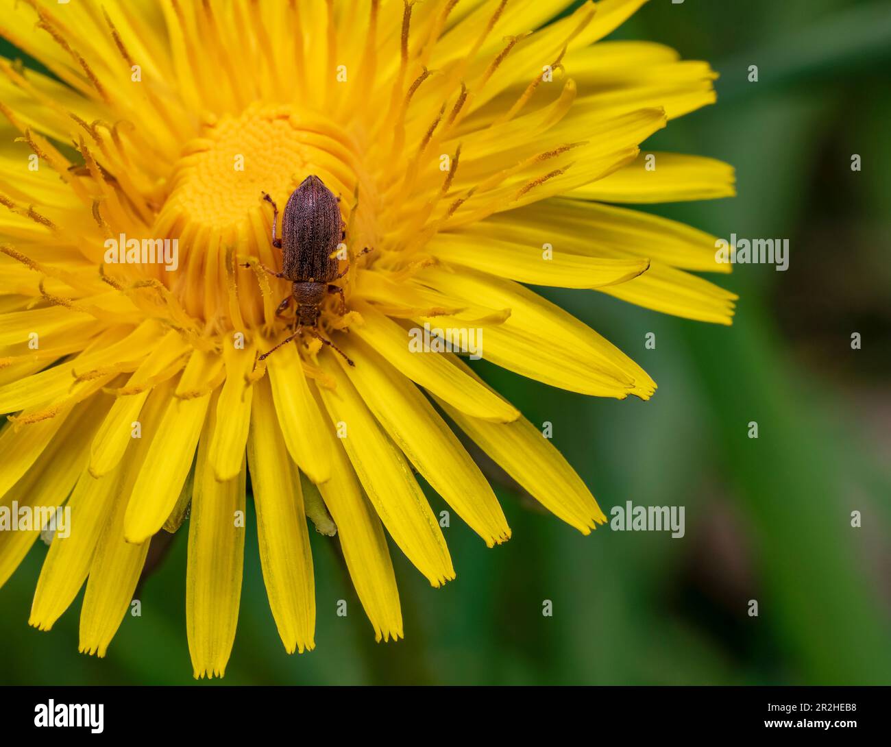 Common leaf weevil on flowering yellow dandelion blossom Stock Photo