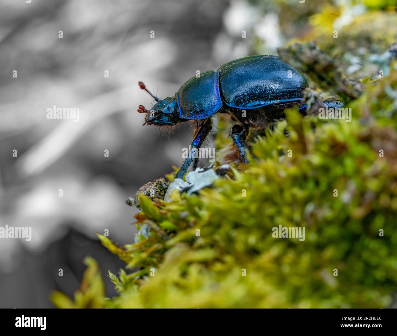 Low angle sideways shot of a blue metallic iridescent earth-boring dung beetle Stock Photo