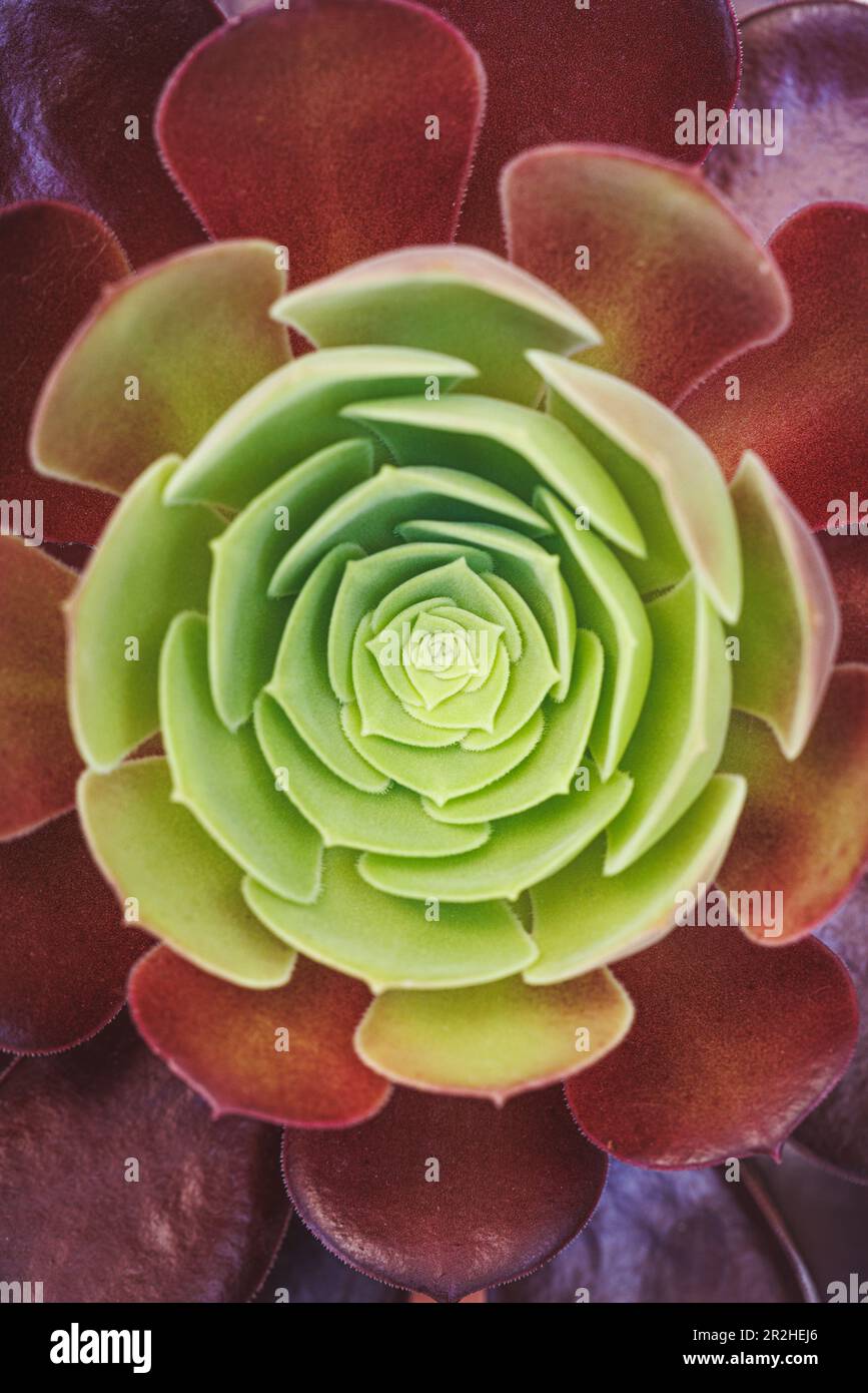Close up detail of  leaves of Succulent plant Stock Photo