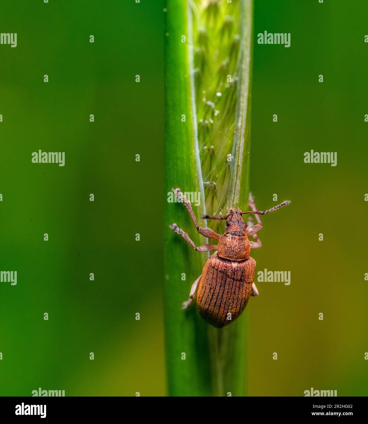 common leaf weevil at a grass stipe in green ambiance Stock Photo