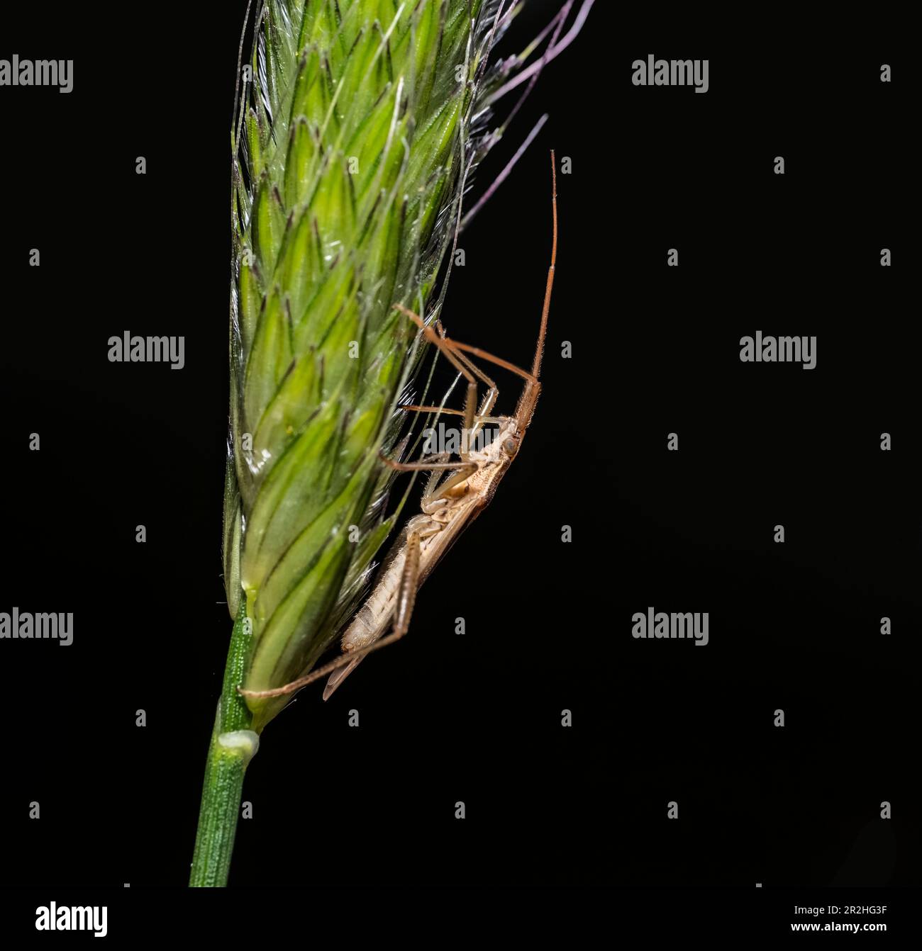 Sideways shot of a broad-headed bug at a grass ear in black back Stock Photo