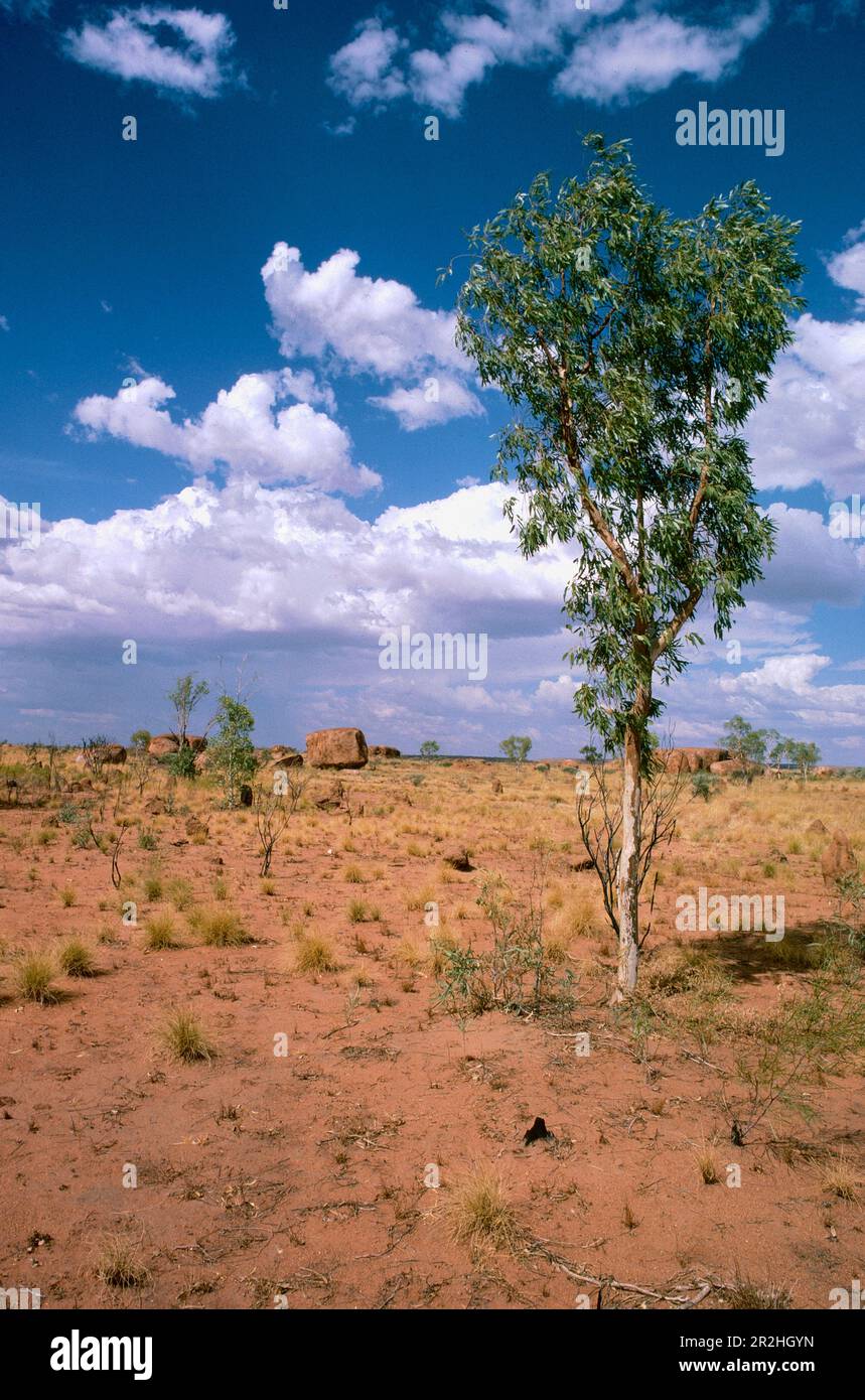 Ghost Gum, Outback, Northern Territory, Australia Stock Photo Alamy