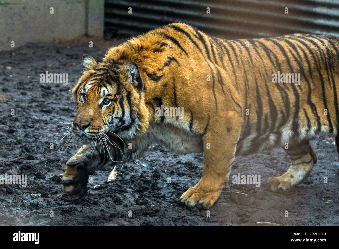 Bengal tiger in captivity Stock Photo - Alamy