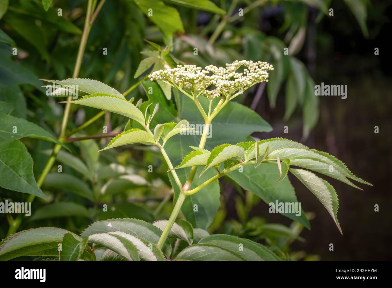 The tiny white blooms of American Black Elderberry. Raleigh, North Carolina. Stock Photo