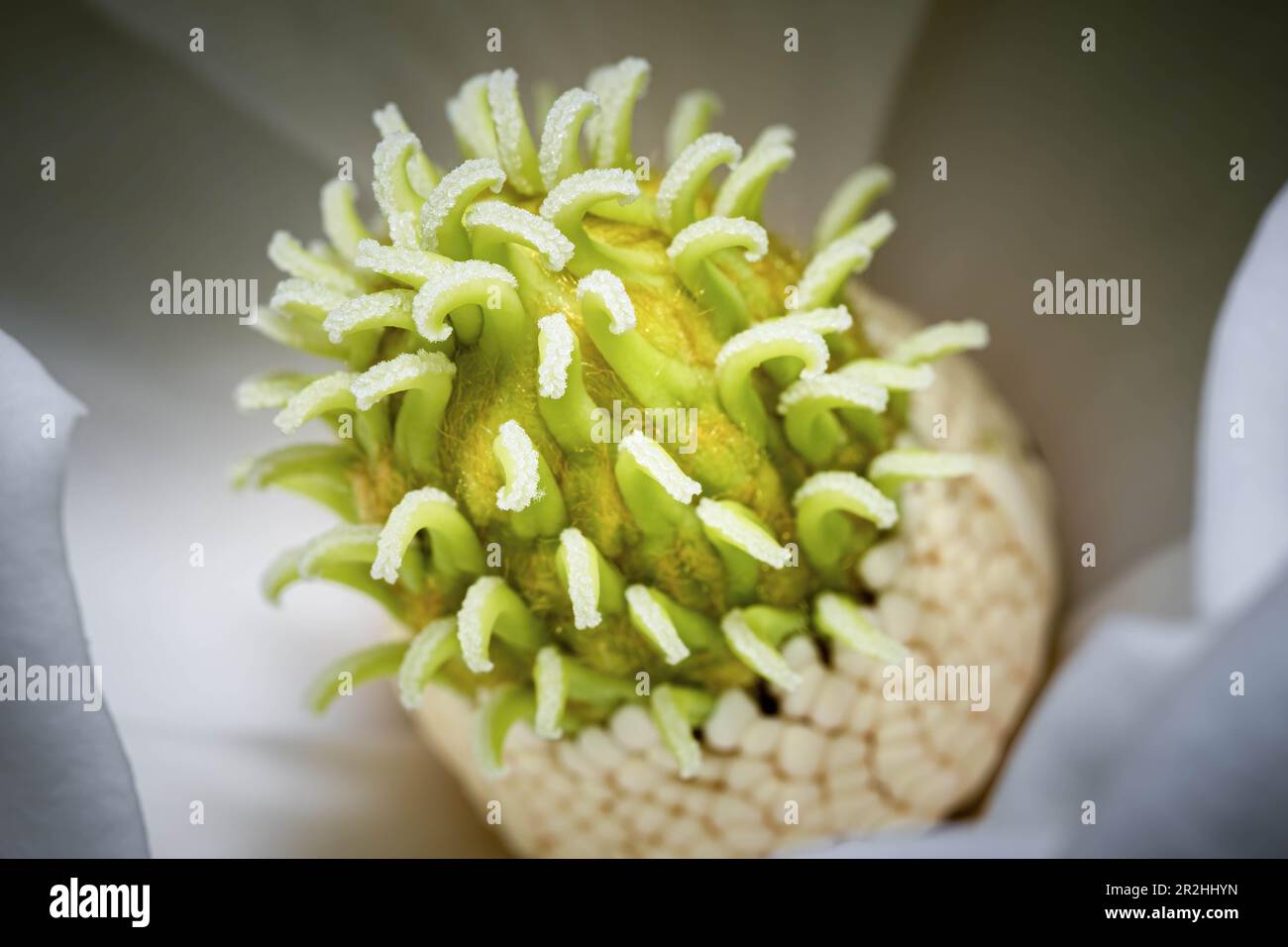 The center of a Southern magnolia bloom (Magnolia grandiflora