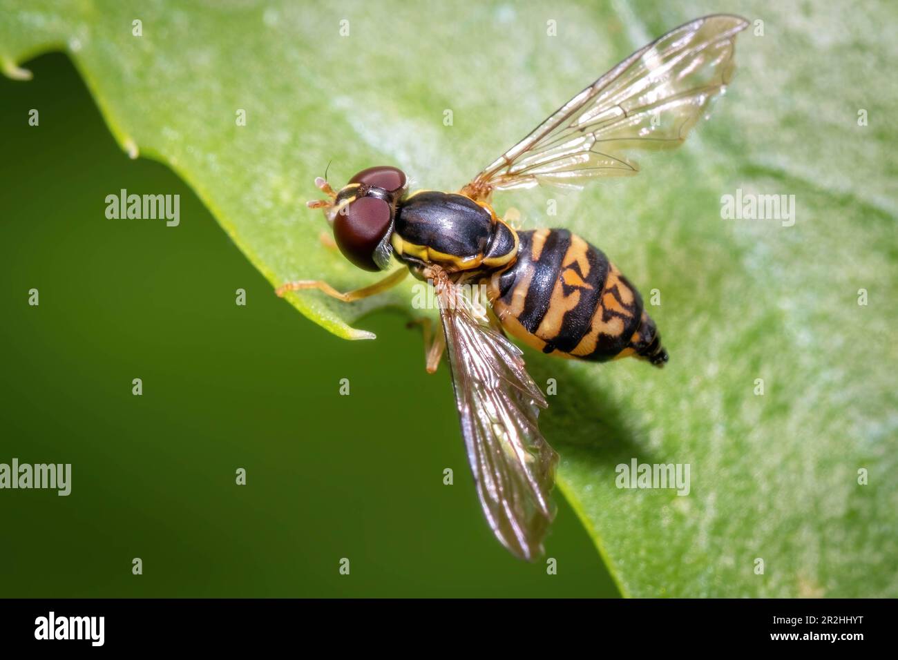A female Eastern Calligrapher (Toxomerus geminatus), or flower fly, rests on a leaf. Raleigh, North Carolina. Stock Photo