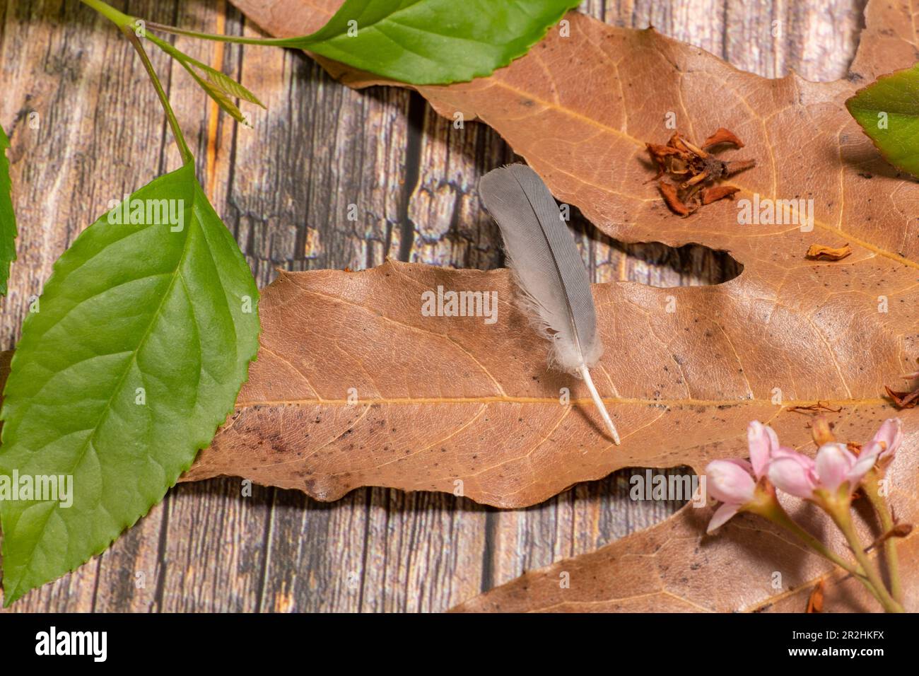 Grey bird feather on fallen leaf on wooden table. Stock Photo