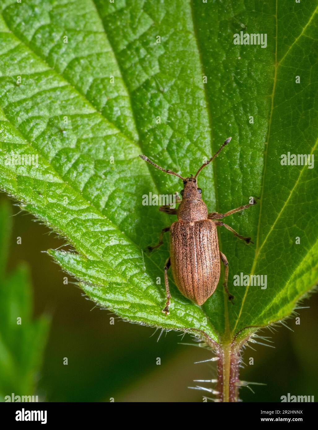 Common leaf weevil on a green nettle leaf in natural ambiance Stock Photo