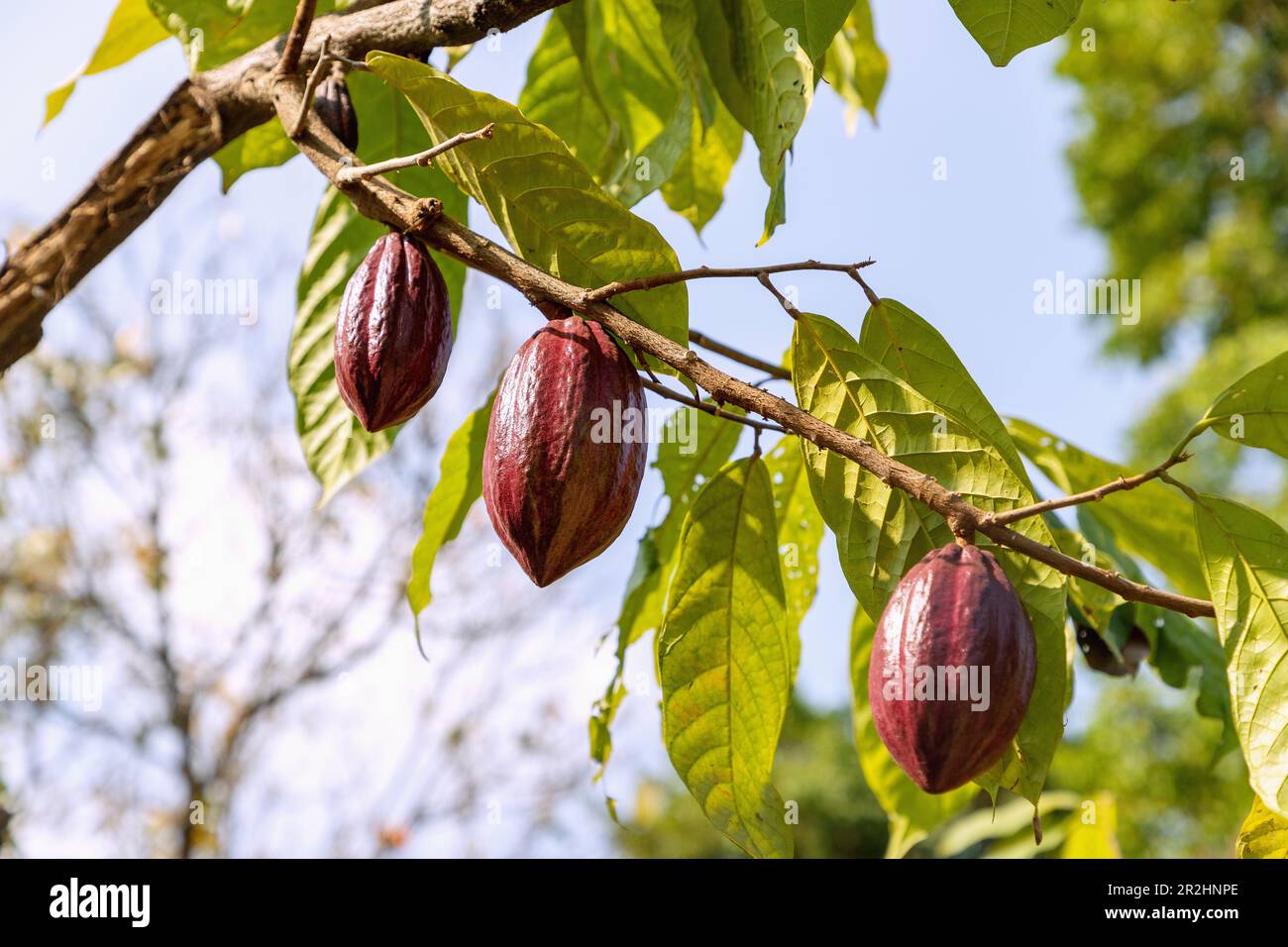 Cacao tree, Theobroma cacao, with fruit on São Tomé island in West Africa Stock Photo