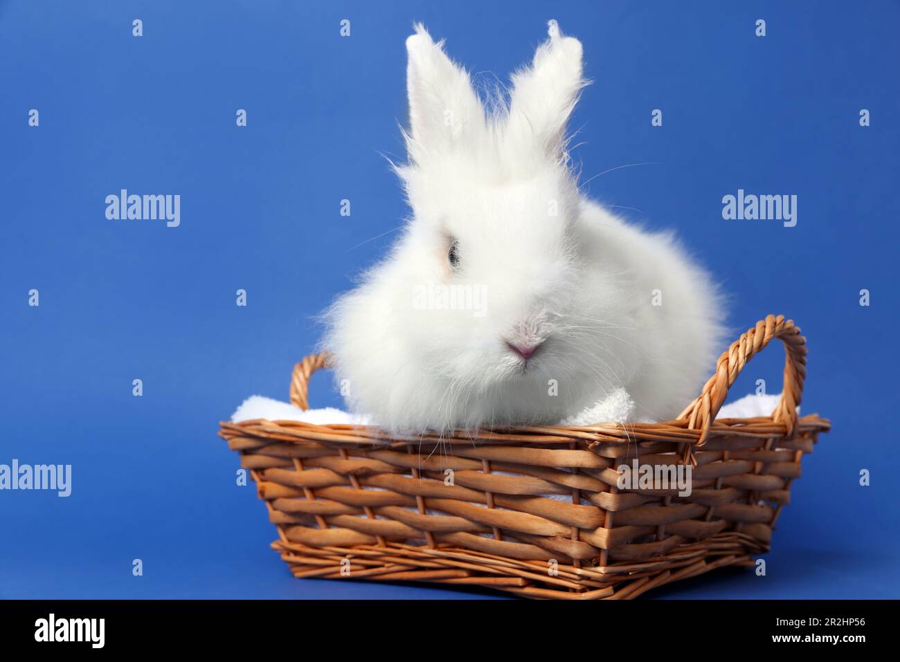 Fluffy white rabbit in wicker basket on blue background. Cute pet Stock ...
