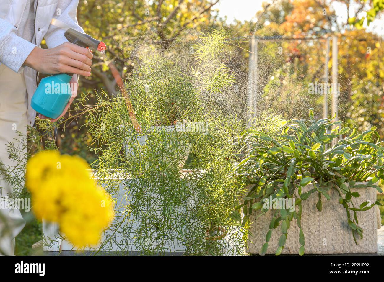 Woman spraying different potted plants with water in garden, closeup Stock Photo