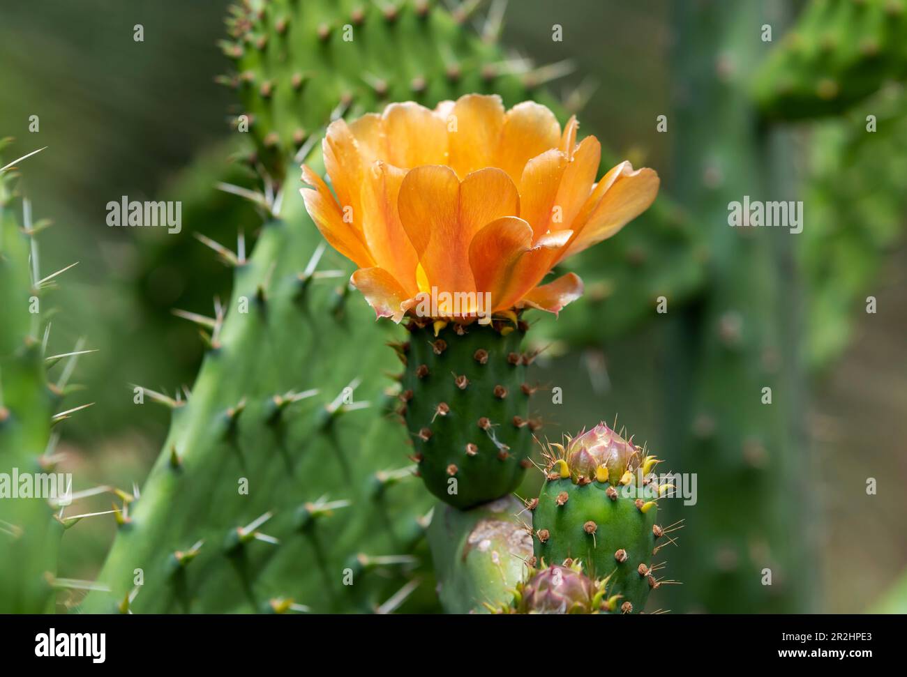 Cactus flowers, El Hierro island, Canary. Stock Photo